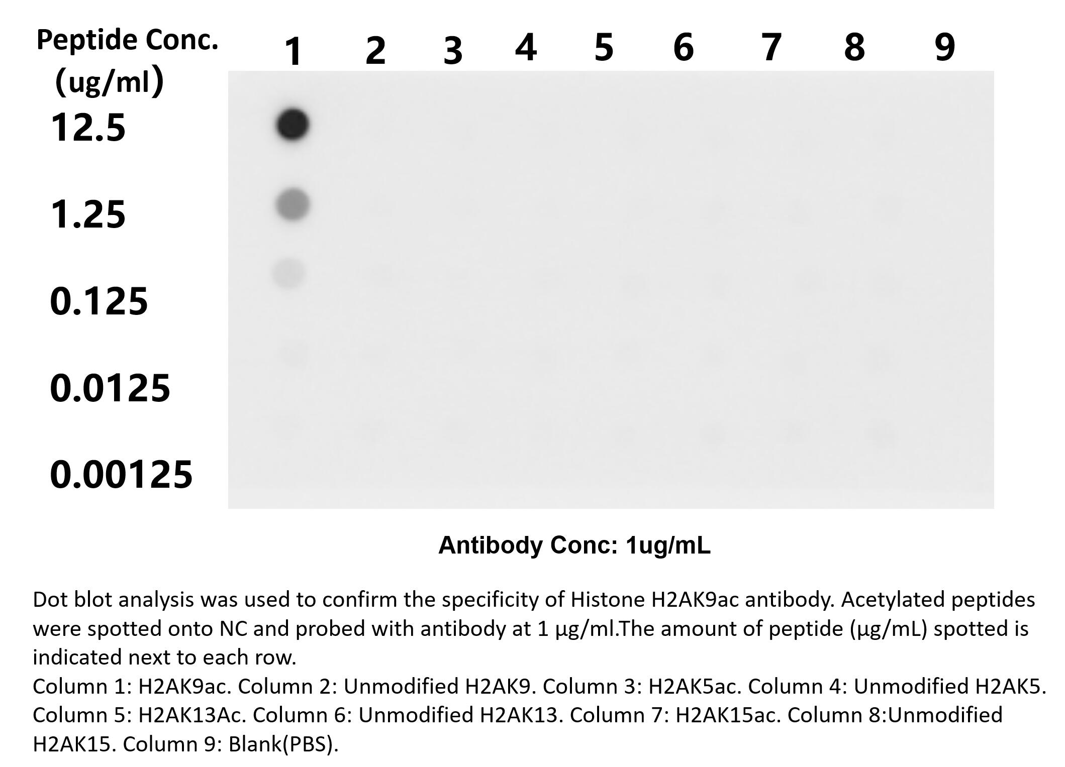 Dot Blot experiment of peptide using 82823-2-RR